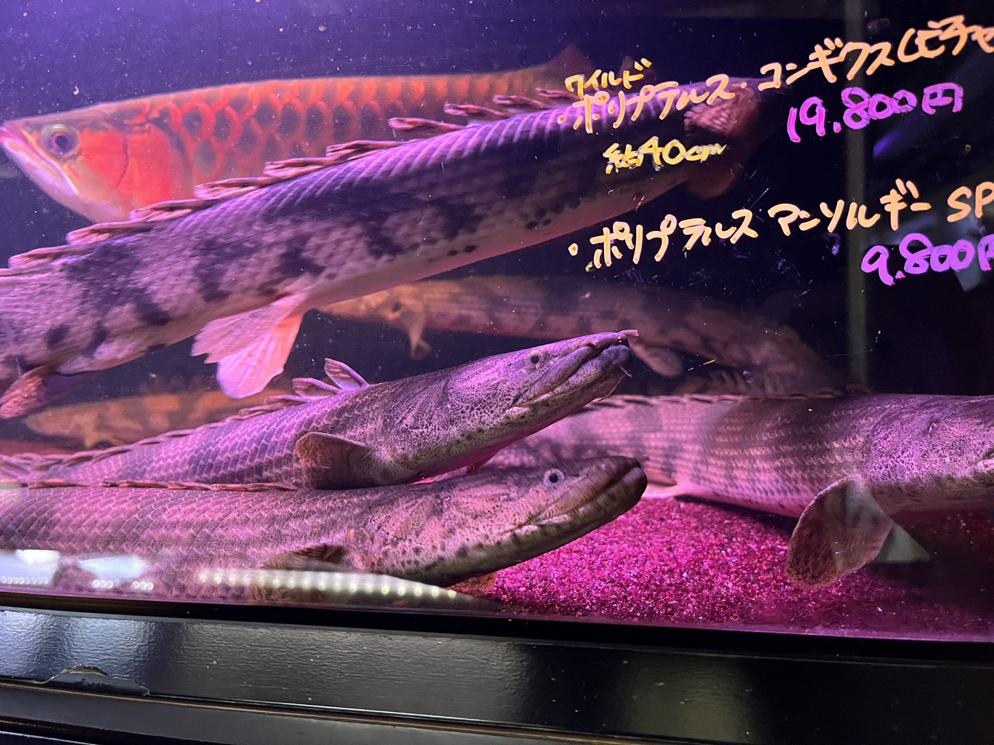 ポリプテルス コンギクス 約40cm コンギクス ポリプテルス | よく泳ぐ 