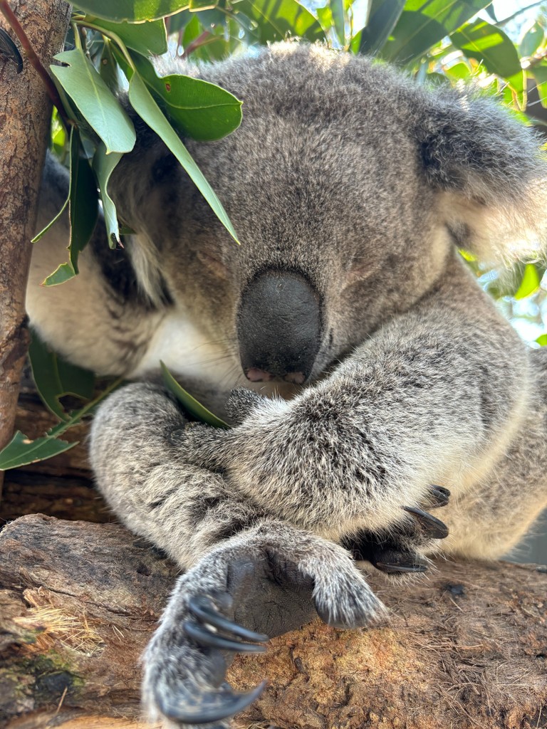 Ssssh 🤫💤

Eddie is looking ever so cozy enjoying his afternoon snooze in the sun.

Check out his hand holding onto a snack he was enjoying prior to dozing off. How cute is that! 🐨