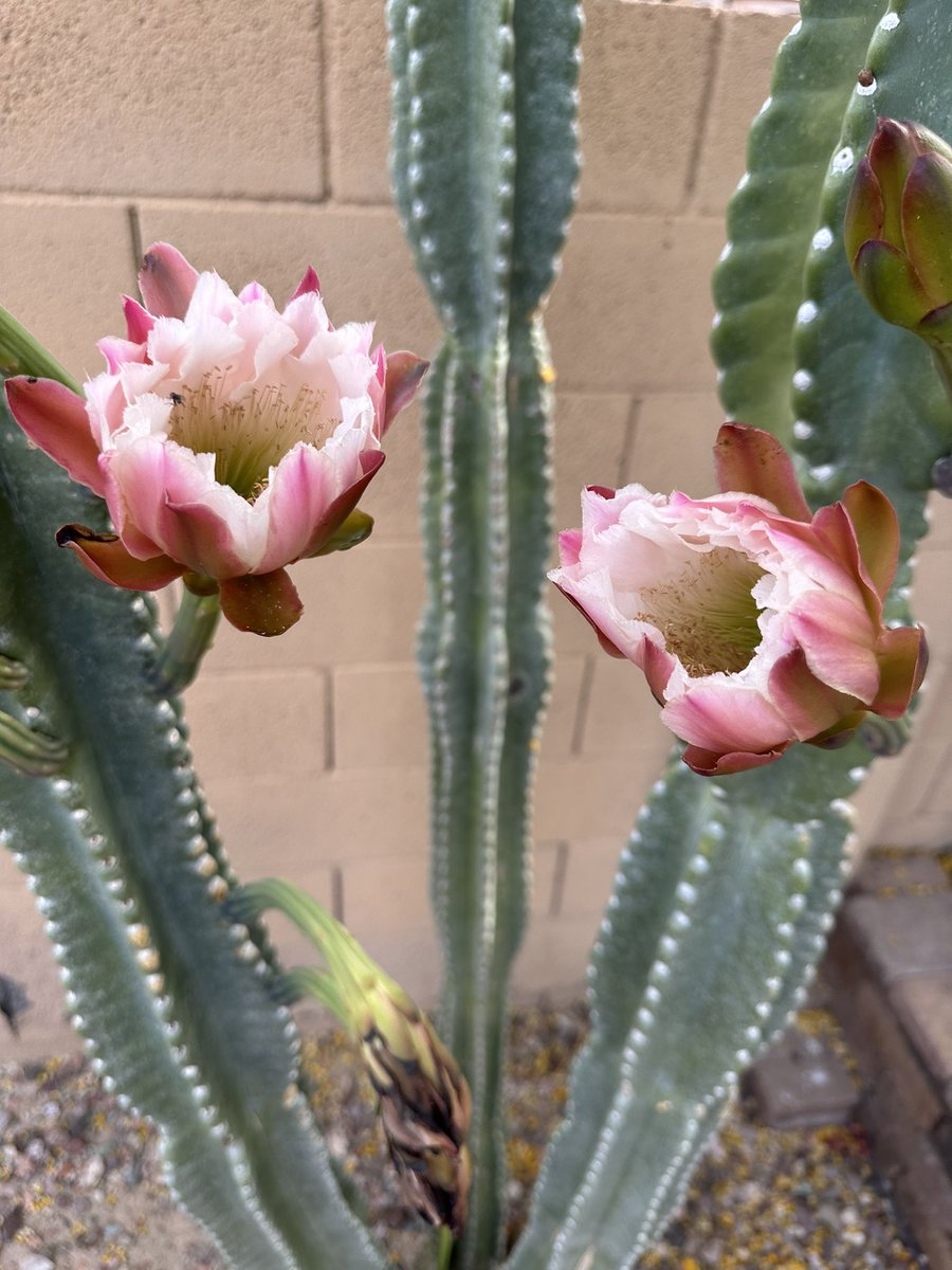 Tfor_2's tweet photo. @TheRealHoarse Cactus blooms. 🙌 https://t.co/cLg265FP94