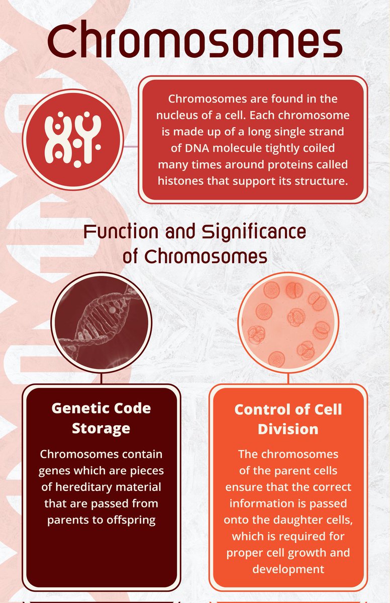 stevenratltner's tweet image. 🧠🧩
#braineducation
#brainbasics