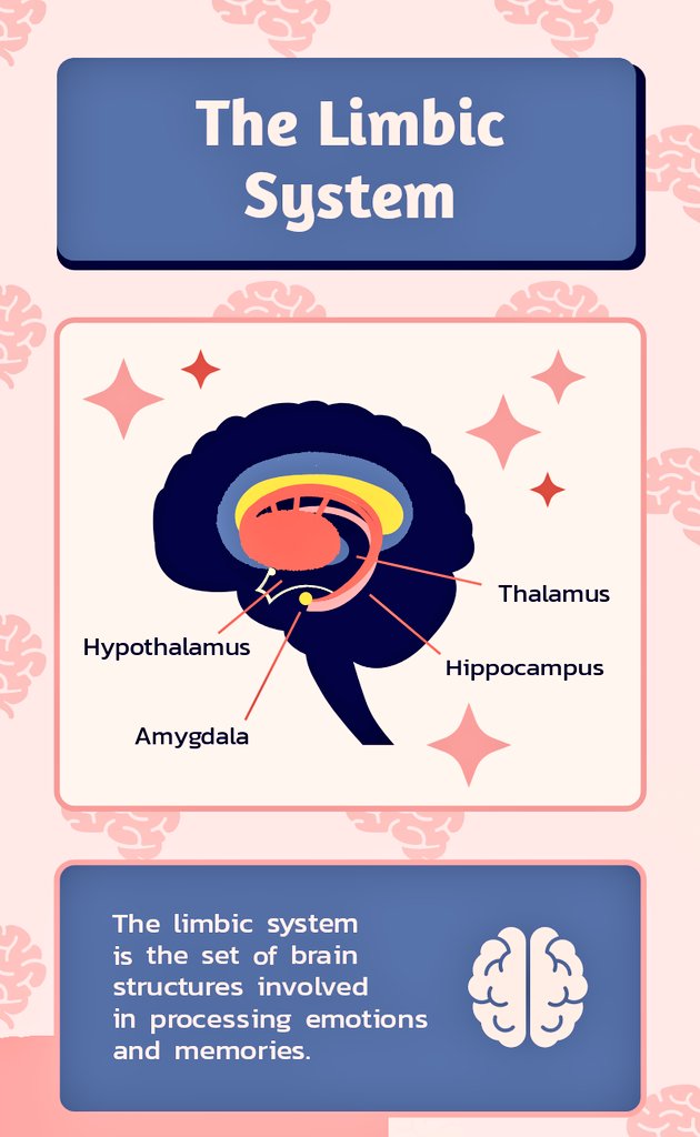 stevenratltner's tweet image. 🧠🧩
#braineducation
#brainbasics