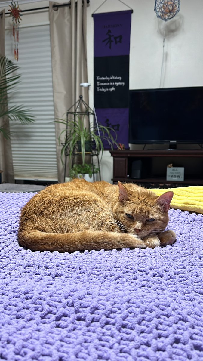 Caturday night’s alright 💜💛