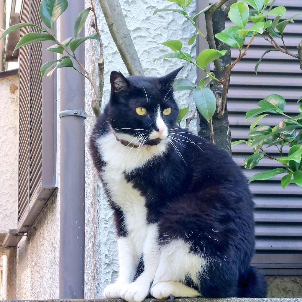 apricot_fuwari's tweet photo. Good morning. It's Sunday. Today's high temperature is forecast to be 31 degrees. It's already hot and humid, so I want to refresh myself by looking at cool things and seeing the wonderful world. I hope you have a wonderful day. ๐โ๏ธโจ
#CatBreak #CatOfTwitter
#่ฑ่ชๆฅ่จ https://t.co/Sgr12GcnIn