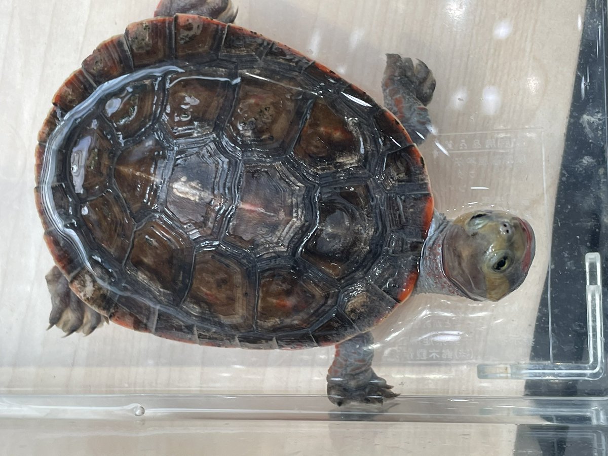 Beberep_F's tweet image. 埼玉レプタイルズワールド２日目開場しました！
Bebe Rep 70番ブースで出店しています！
見に来てね。