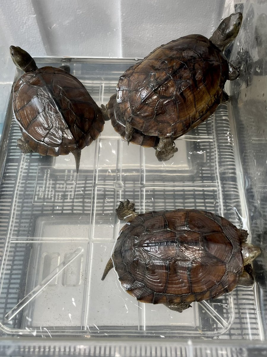 Beberep_F's tweet image. 埼玉レプタイルズワールド２日目開場しました！
Bebe Rep 70番ブースで出店しています！
見に来てね。