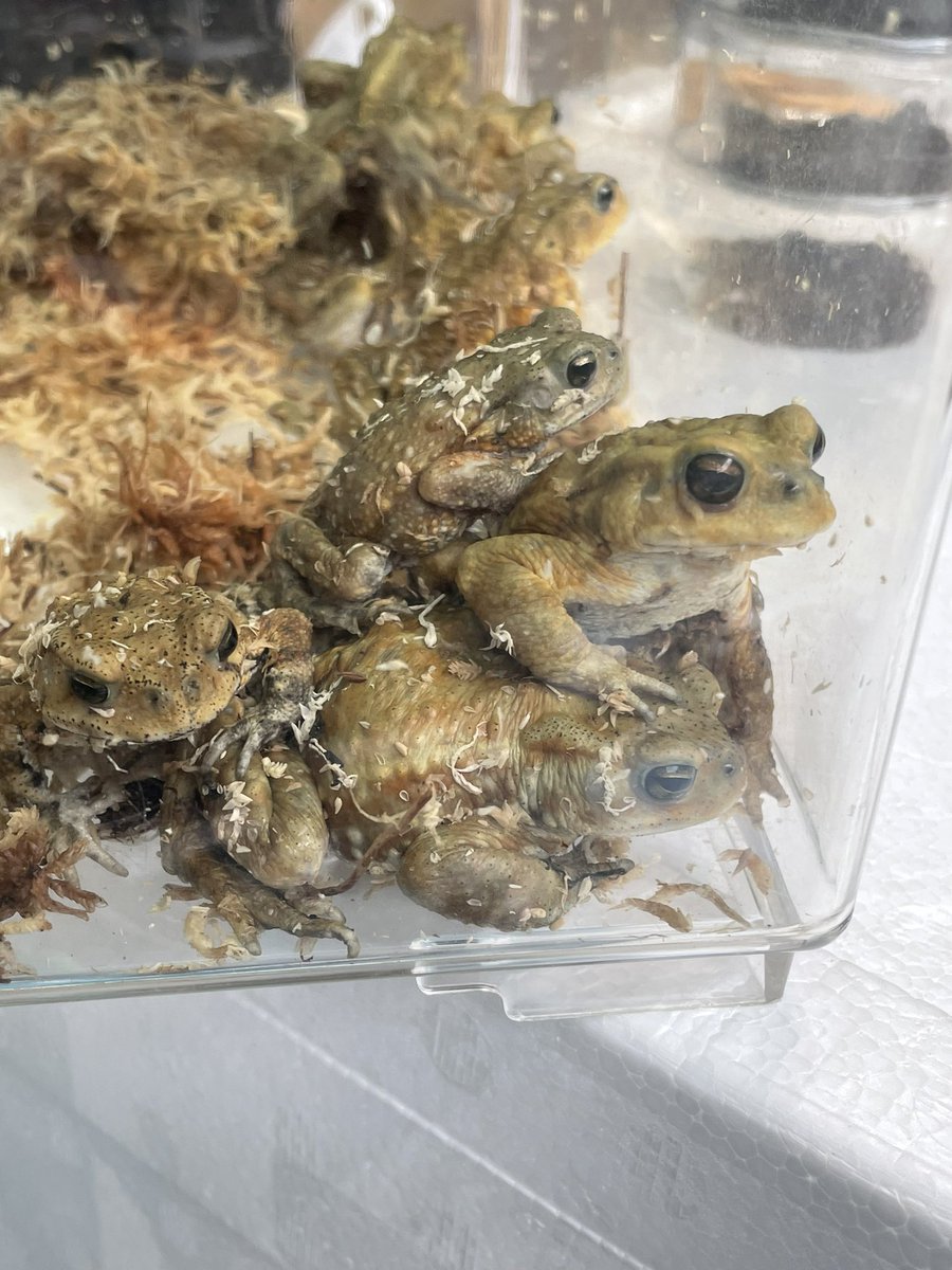 Beberep_F's tweet image. 埼玉レプタイルズワールド２日目開場しました！
Bebe Rep 70番ブースで出店しています！
見に来てね。