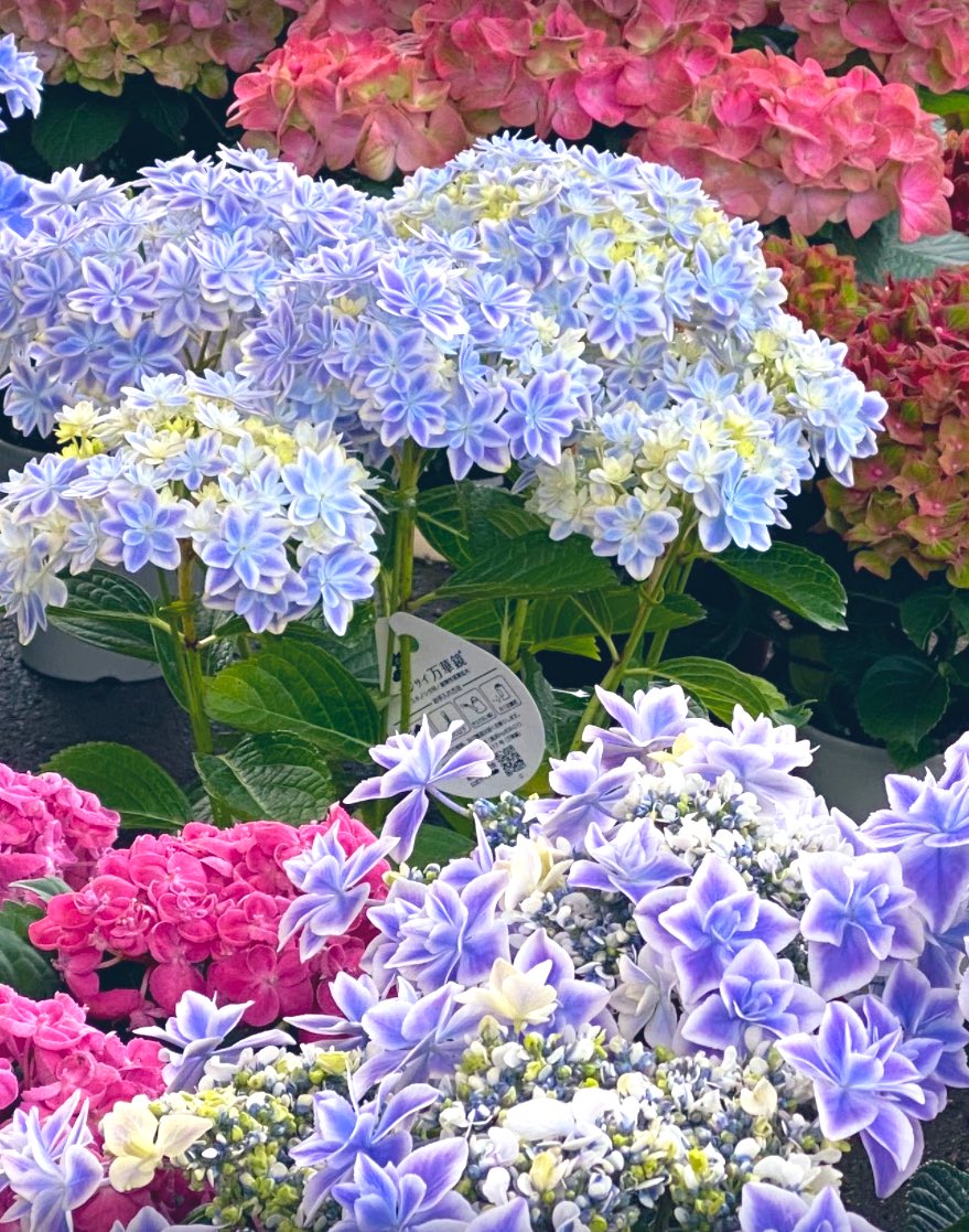 soyokaze_2's tweet photo. 朝の　爽やかな優しい風
風鈴の音色🎐

鳥の囀りに
癒されながら💐

今日も楽しみますね♪
♪(๑ᴖ◡ᴖ๑)♪💞☘️🧚🏻‍♀️

マイペースですが🙇‍♀️
fight💞
お花屋さんにて☘️ https://t.co/mcLAV3E2XQ