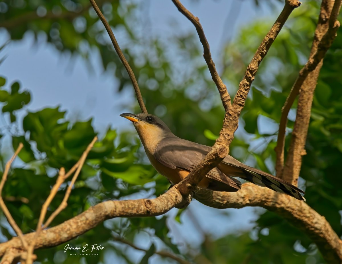 Jerome E. Foster Photography 🇯🇲 🇹🇹 🇱🇨 tweet media
