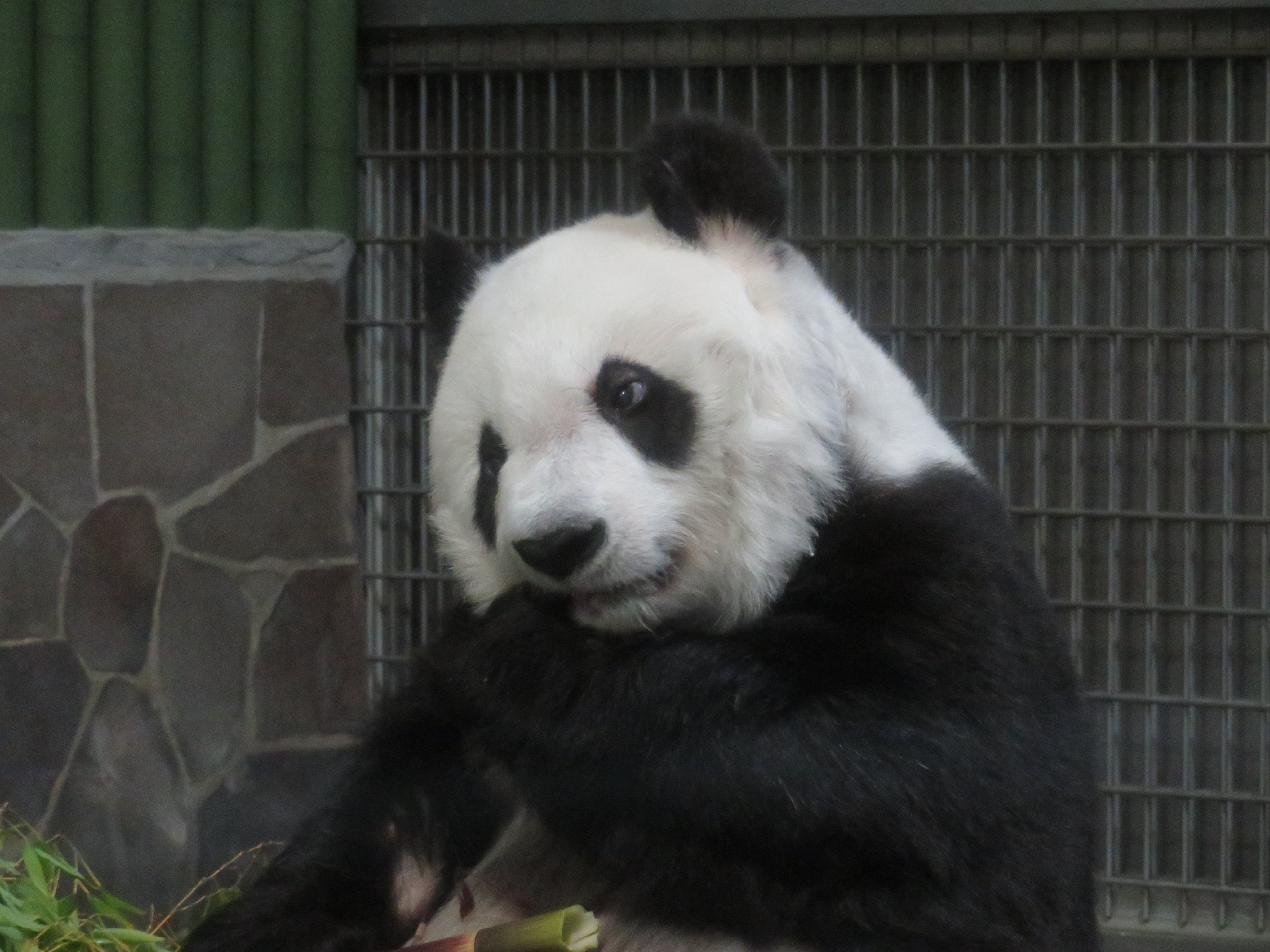 神戸市立王子動物園（公式） on X: 