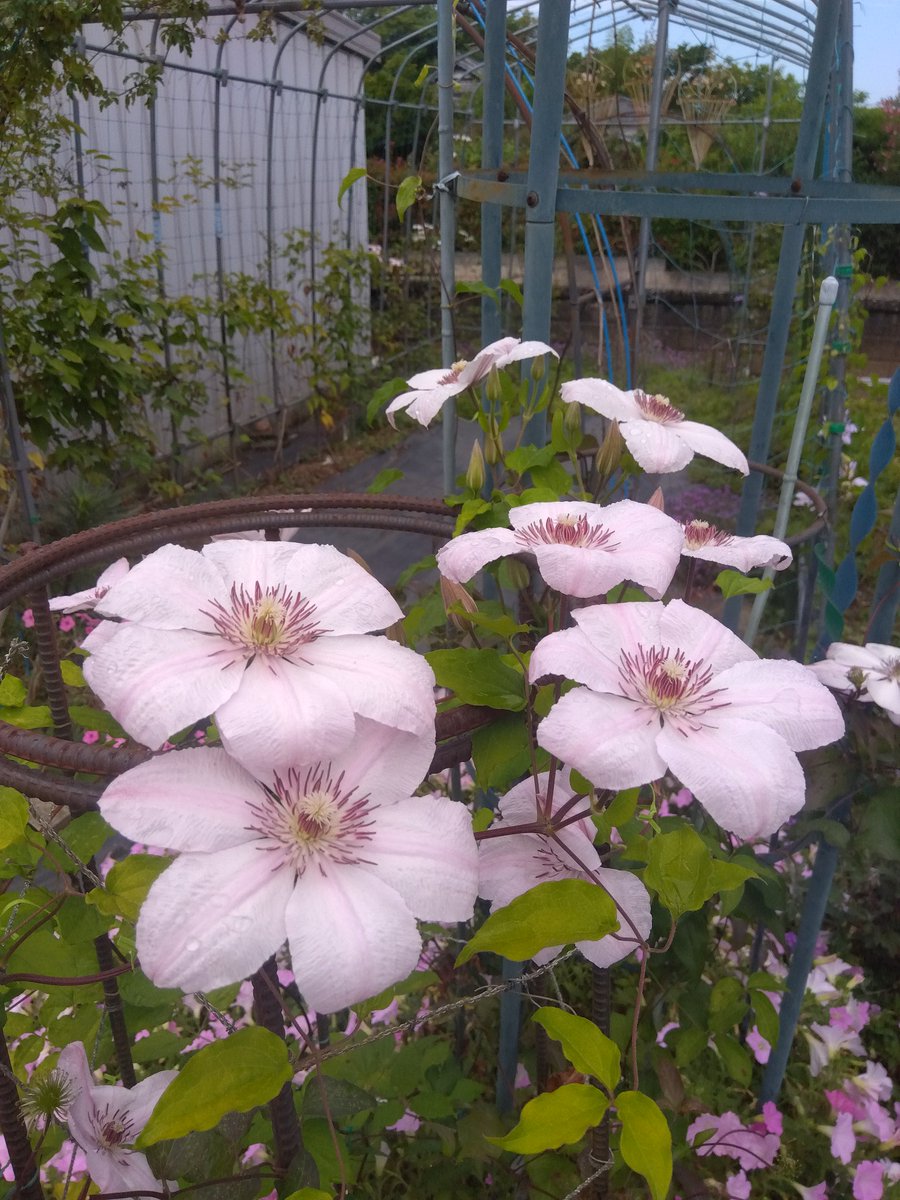 クレマチス'ジョンポールⅡ'が咲き揃いました。早咲き大輪系に分類され