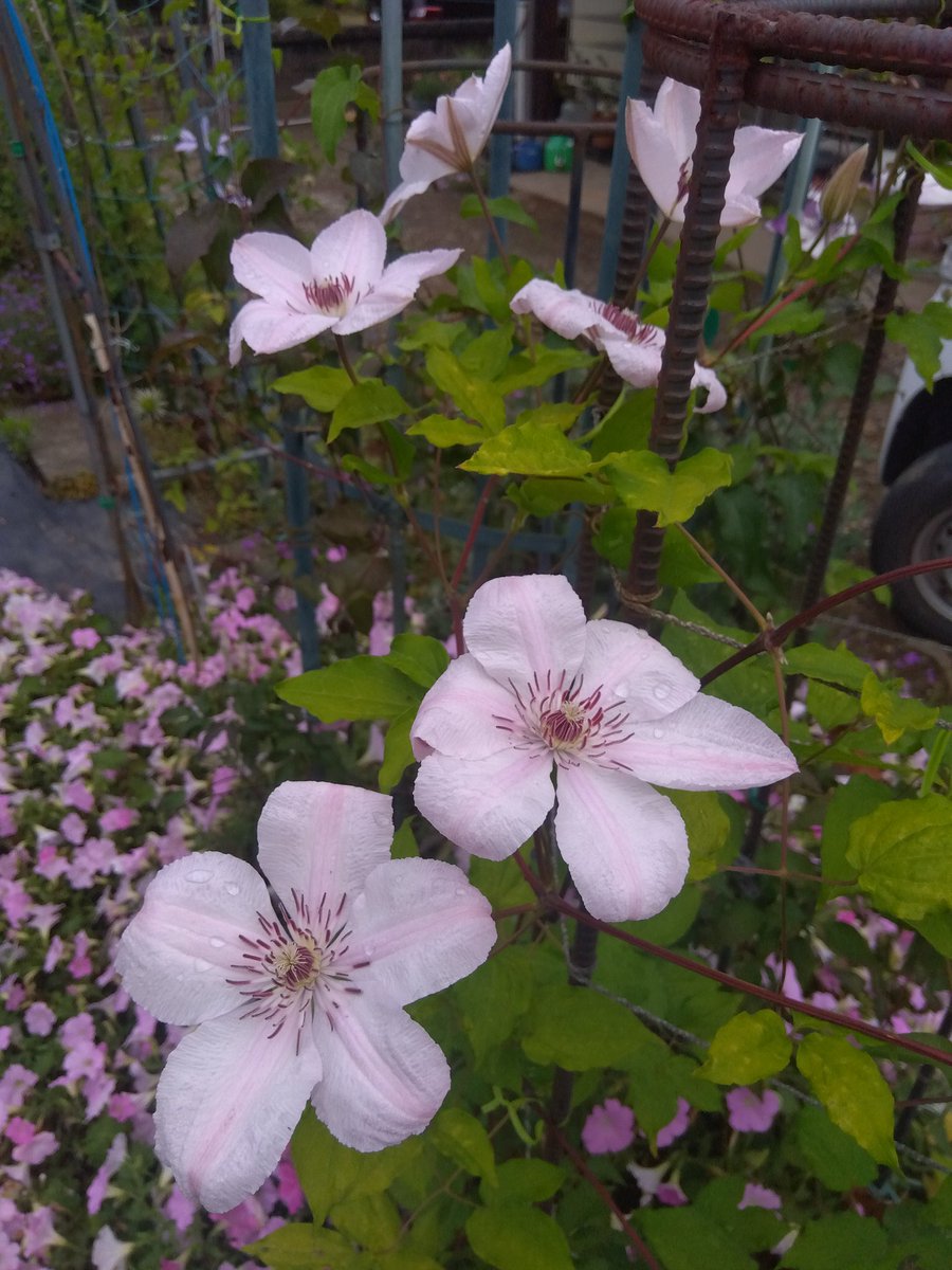 クレマチス'ジョンポールⅡ'が咲き揃いました。早咲き大輪系に分類され