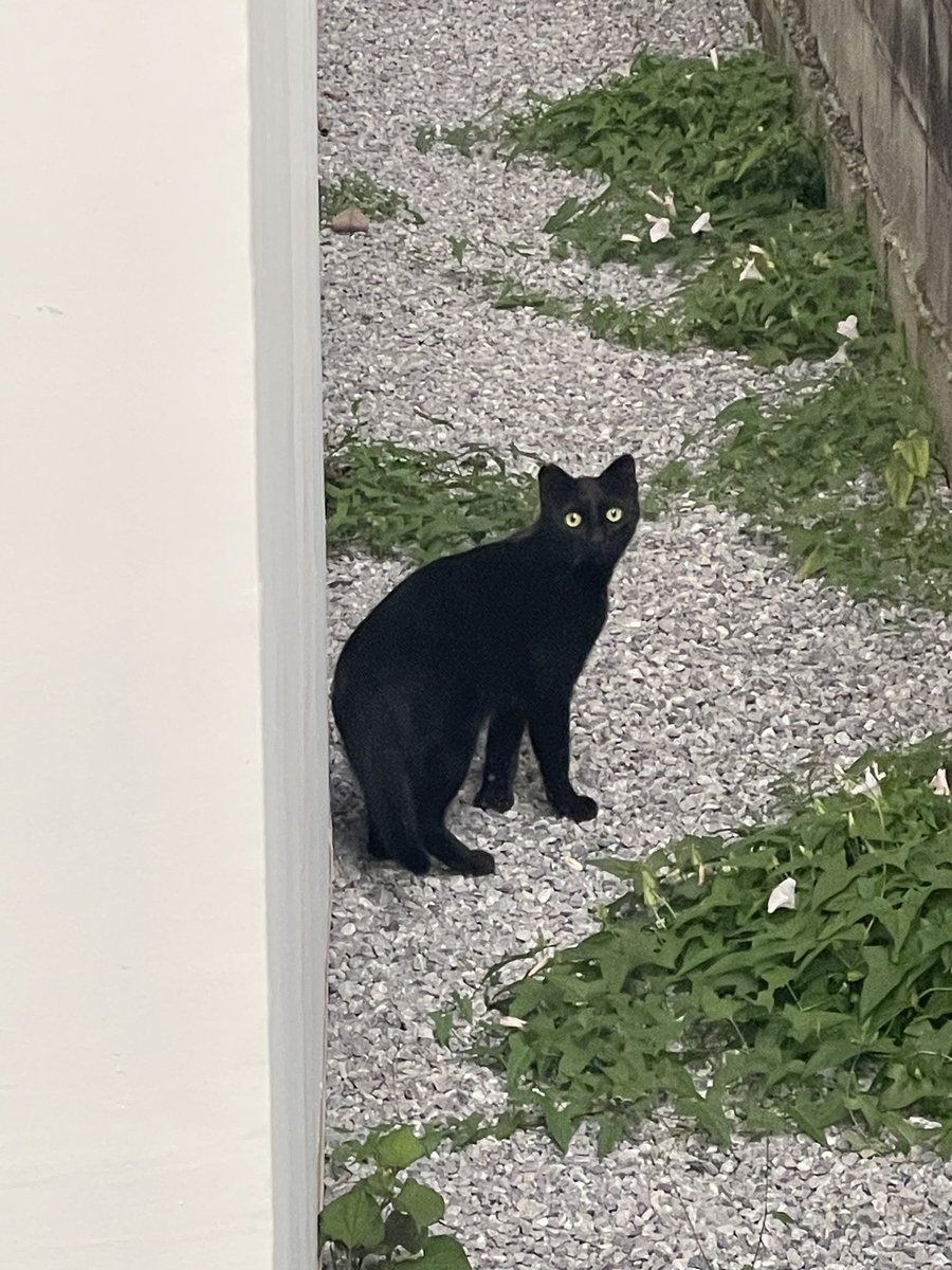 NAINAI0713's tweet photo. 野良の真っ黒猫可愛すぎる。連れて帰りたい https://t.co/D3kyD4DAyX