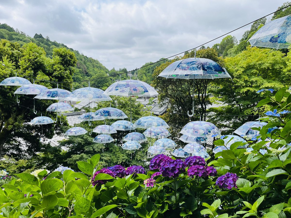 LoveYellowKage's tweet photo. 紫陽花の花手水が綺麗で、流石発祥の地
並ぶ価値あり
本堂の周りの紫陽花は見頃にはまだ少し早いかな
#柳谷観音
#花手水
#紫陽花
#あいりきさん https://t.co/ykHRFB39Gj