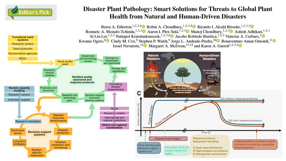 Karen Garrett (@garrett_lab) on Twitter photo Disaster plant pathology: effects of disasters on plant health & design of management solutions
New work by @Berea_Etherton <a href="/rob_choudhury/">Robin Choudhury 🐀</a> <a href="/ricardoI_/">Ricardo I. Alcalá</a> <a href="/mouafo_romaric/">Romaric A. Mouafo-Tchinda</a> <a href="/PlexAaron/">Aaron Plex</a> <a href="/ashishadh7/">Ashish</a> <a href="/robledo_jacobo/">Jacobo Robledo</a> <a href="/jandrade2221/">Jorge Andrade-Piedra</a> <a href="/OgeroKo/">Kwame Ogero, PhD</a> <a href="/isranavarrete_/">Israel Navarrete</a>
Open: apsjournals.apsnet.org/doi/epdf/10.10… Disaster plant pathology: effects of disasters on plant health & design of management solutions
New work by @Berea_Etherton <a href="/rob_choudhury/">Robin Choudhury 🐀</a> <a href="/ricardoI_/">Ricardo I. Alcalá</a> <a href="/mouafo_romaric/">Romaric A. Mouafo-Tchinda</a> <a href="/PlexAaron/">Aaron Plex</a> <a href="/ashishadh7/">Ashish</a> <a href="/robledo_jacobo/">Jacobo Robledo</a> <a href="/jandrade2221/">Jorge Andrade-Piedra</a> <a href="/OgeroKo/">Kwame Ogero, PhD</a> <a href="/isranavarrete_/">Israel Navarrete</a>
Open: apsjournals.apsnet.org/doi/epdf/10.10…