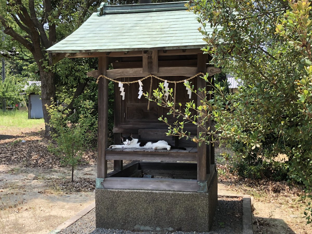 kitaharafuhito's tweet photo. 高浜八幡神社の猫神様？
#弓削島 https://t.co/GO90WLr8sn