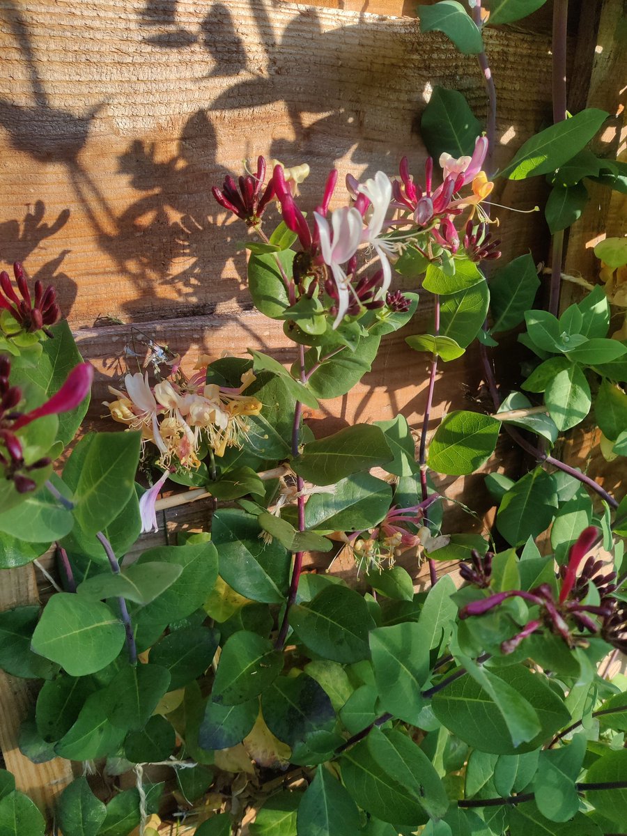 My honeysuckle is the first thing that gets sunlight in my garden every morning ☀️💕🧡❤️