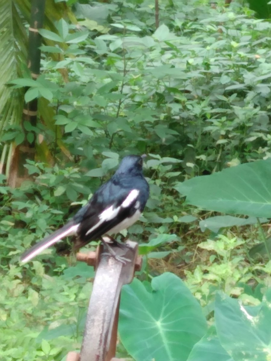 bhramar_ray's tweet photo. Magpie Robin . In Bangladesh and West Bengal known as Doyel . The national bird of Bangladesh . Usually very restless but today she was generous to me . 😊
#MagpieRobin
#দোয়েল https://t.co/SYUNnO8wWh