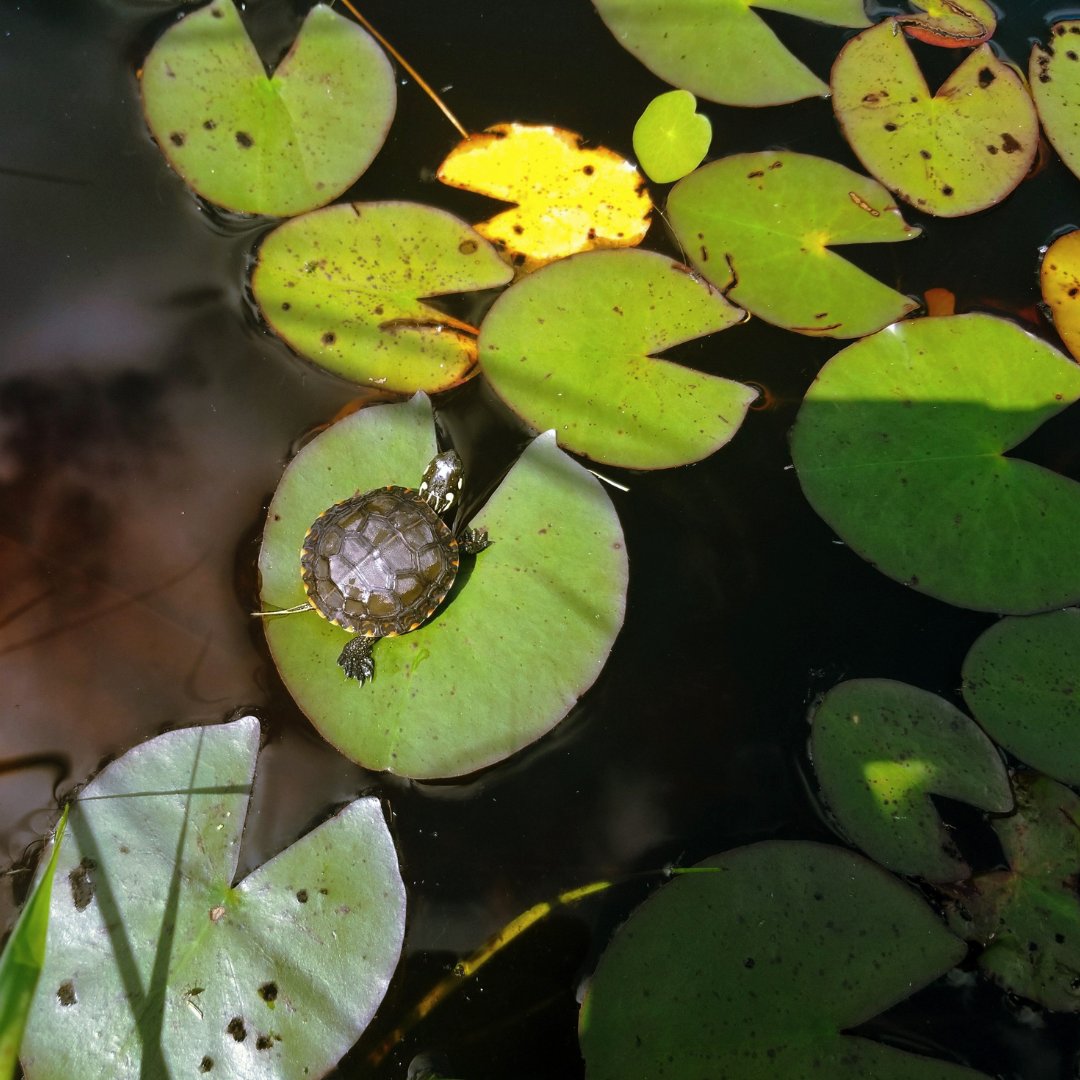 WPCWild911's tweet photo. Exciting news! The Canadian Herpetological Society's 12th Annual Conference is now open for registration! 🐢🐍🦎🐸 For more details, check out the CHS website! https://t.co/J3BOGuVKgb

📸 Painted turtle, R. Fallas.

@canuck_herps

#WPC #Herpetology #CHS_SHC2024 https://t.co/0NekOiHEQr