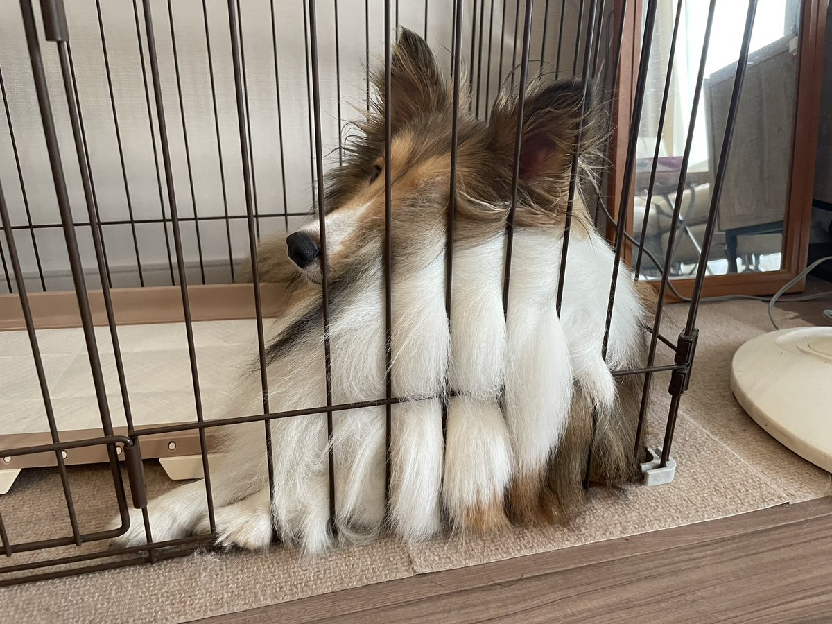 モネちん、ボンレスハムみたいになっとるで