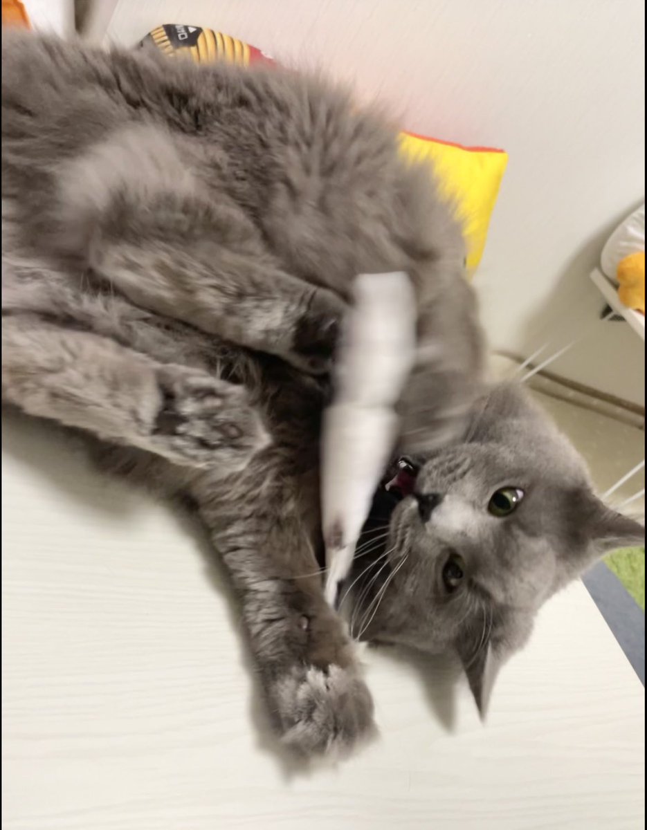 こんにゃろっっ🐈‍⬛🐾

#猫のいる暮らし #猫のいる生活 
#猫のいる幸せ #サイベリアン