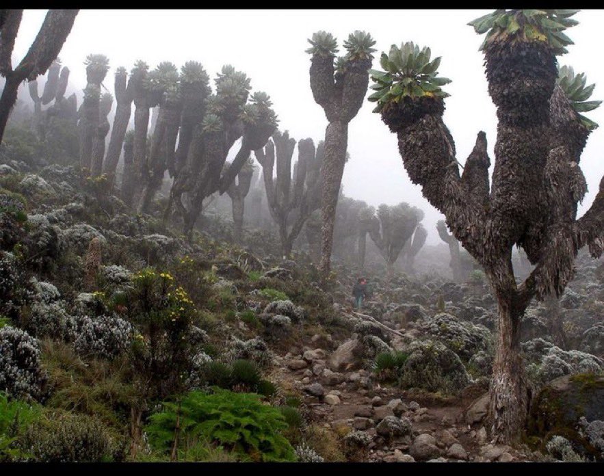 MissFacto (@missfacto) on Twitter photo <a href="/AMAZlNGNATURE/">Nature is Amazing ☘️</a> Giant Groundsels are a member of the dandelion family but look more like a twist between a pineapple and a cactus. The plant retains its large dead leaves to help insulate the stem. The leaves even close when it gets too cold. Marvelous and strange, one can imagine dinosaurs <a href="/AMAZlNGNATURE/">Nature is Amazing ☘️</a> Giant Groundsels are a member of the dandelion family but look more like a twist between a pineapple and a cactus. The plant retains its large dead leaves to help insulate the stem. The leaves even close when it gets too cold. Marvelous and strange, one can imagine dinosaurs