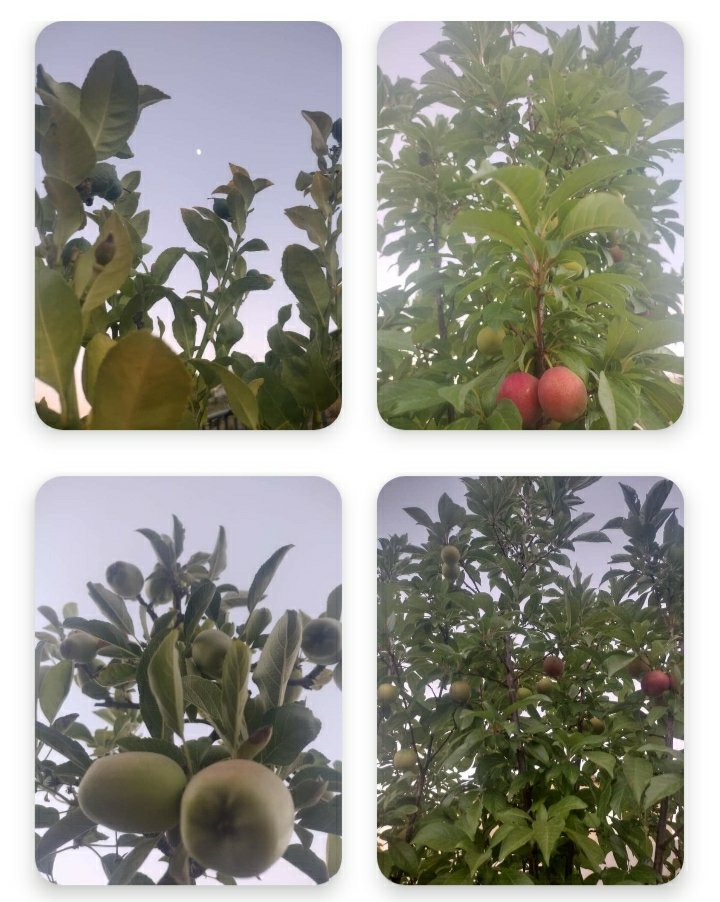 IlindaSOfficial's tweet image. Dear Community Unity,
My delicious fruit trees have begun to bloom. (Apple, Plums &amp;amp; Limes)
Looking for a possible trade for (Oranges &amp;amp; Avocados) in our community or surrounding communities. Thank you! 
#LakeElsinoreCommunityUnity 
#CommunityUnity #CommunityTogetherness