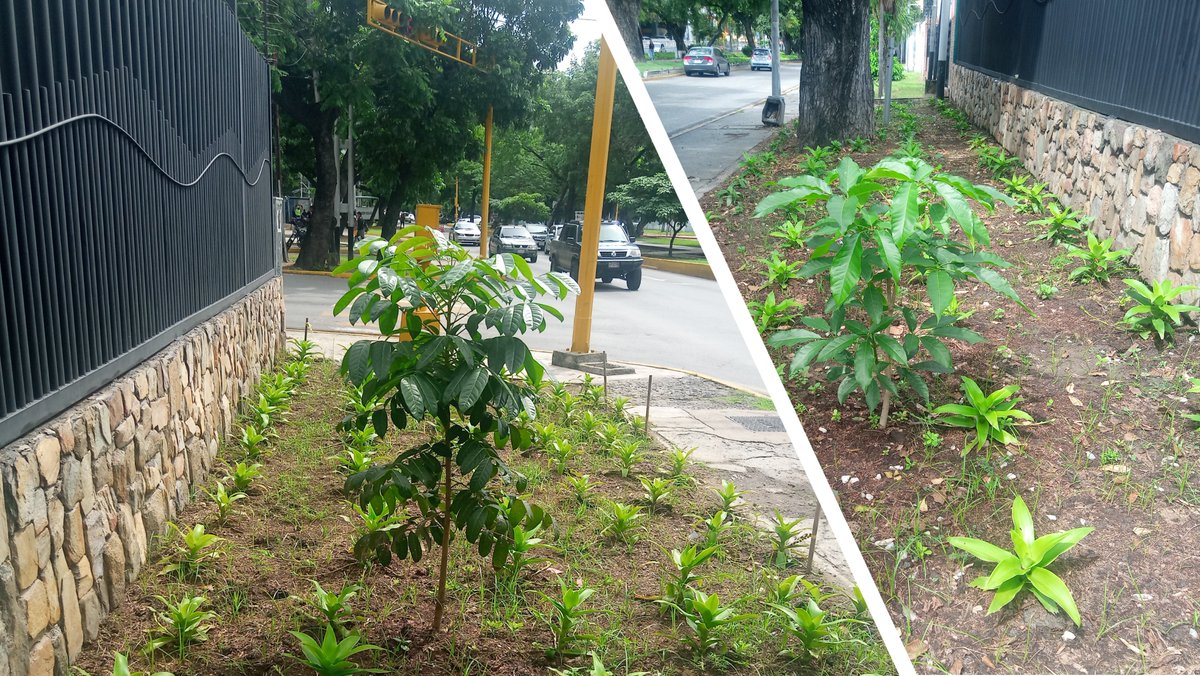 arrozluis's tweet photo. La caoba de Joaquín y el apamate del papá de Luisa en el cruce de la Av. Las Delicias con La Arboleda. Un pequeño aporte para una Maracay realmente verde
Sin la exquisitez de las Bioislas de @PepeClavijoA ni las de @AGiraudG https://t.co/CwiC23bsKj