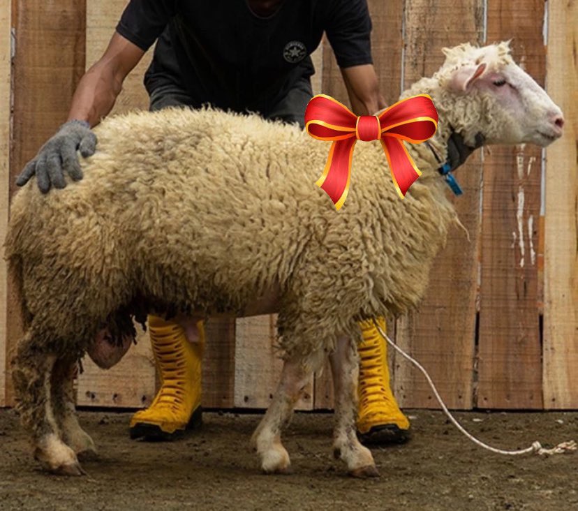 Permisi, Sher @sherinady 

Hewan kurbannya udah saya kirim ke rumah ya. Hewan udah dicek,  dalam keadaan baik dan sehat.

Terima kasih udah beli di Warung Haram