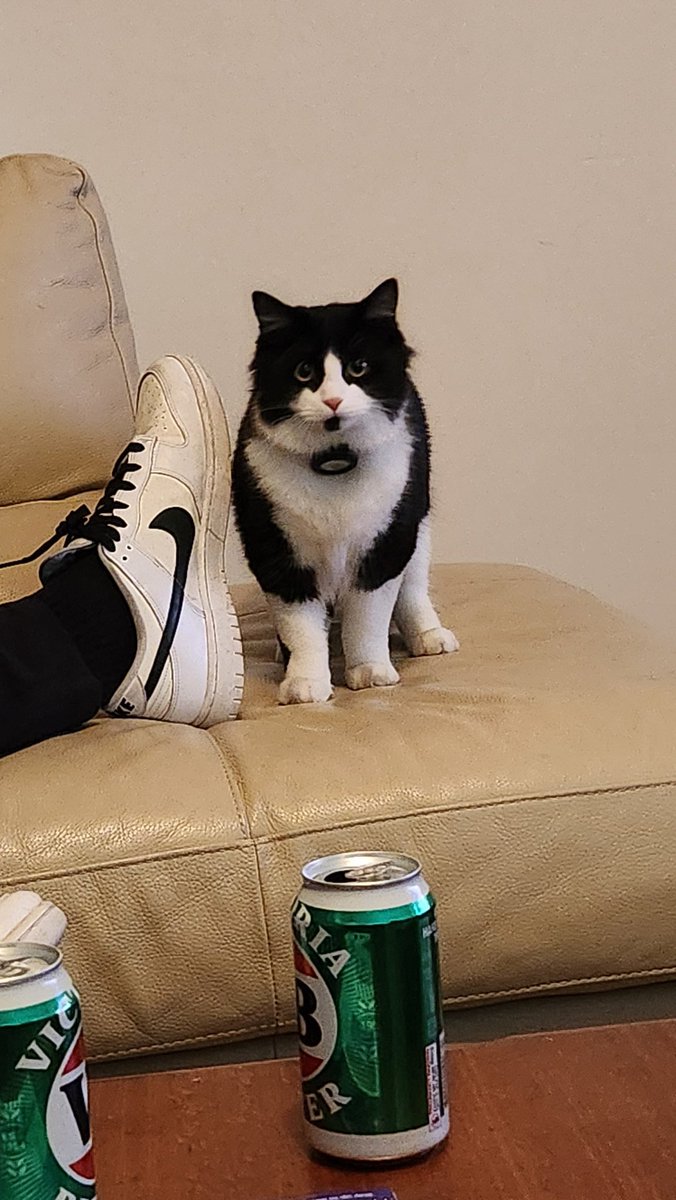 TheJuanYouNeed's tweet photo. @IBlessYourMess I introduce you to my sister's cat https://t.co/mBTJkbkfMA