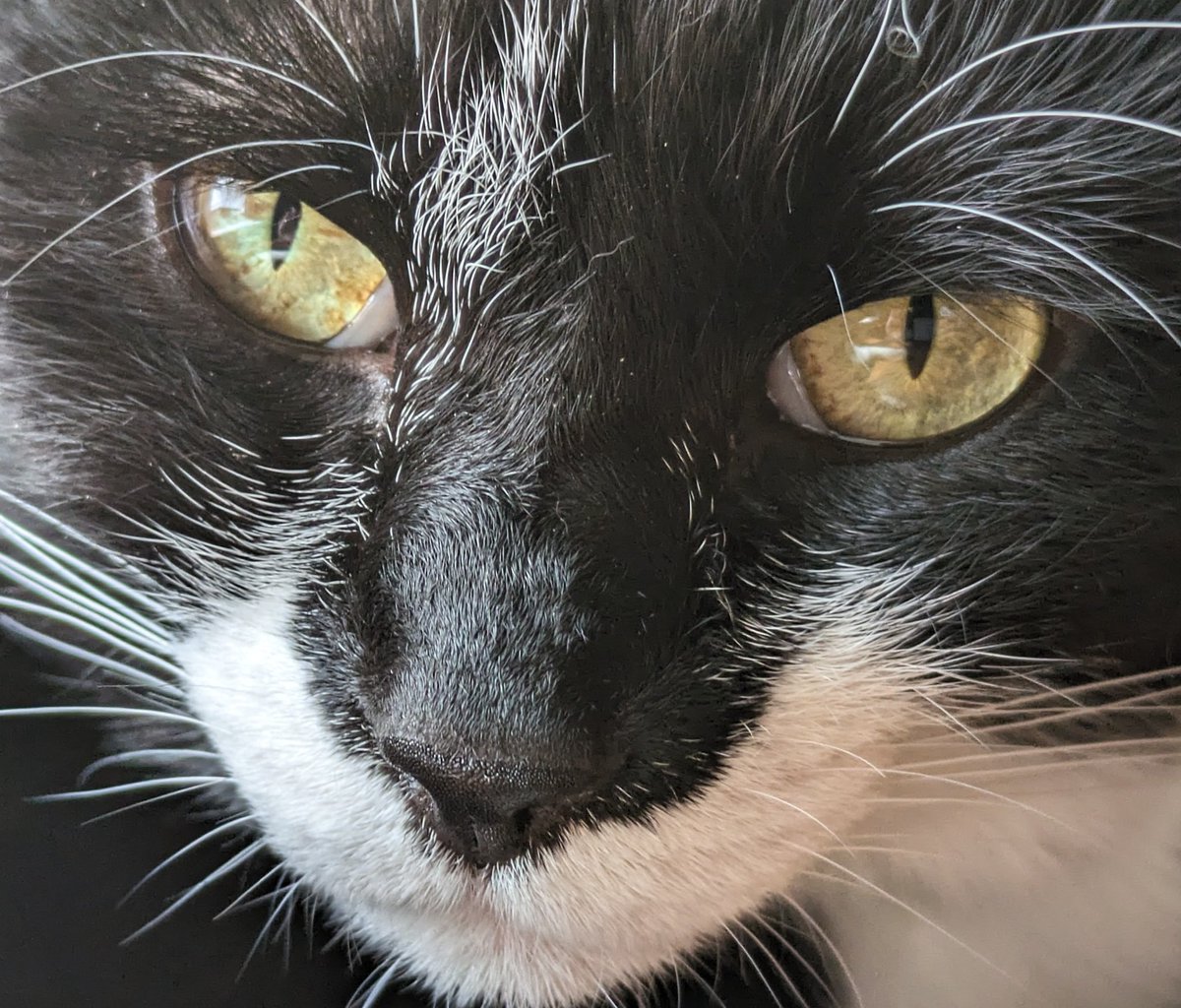 four_a_two_i's tweet photo. ねこ https://t.co/GBNNXGtMv3