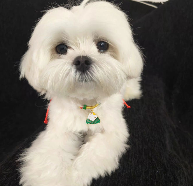 zyr_hn's tweet photo. The world cannot be without puppies <3
#ZhouYiRan
#ZhouYiRanxGucci
#GucciSS https://t.co/0xSz9aDqfe