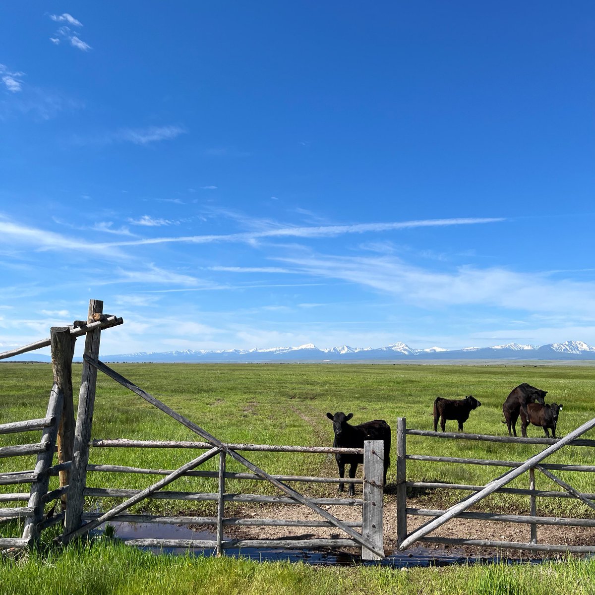 Frantisek Kusovsky (@fkusovsky) on Twitter photo ❤️ Montana ❤️ Montana