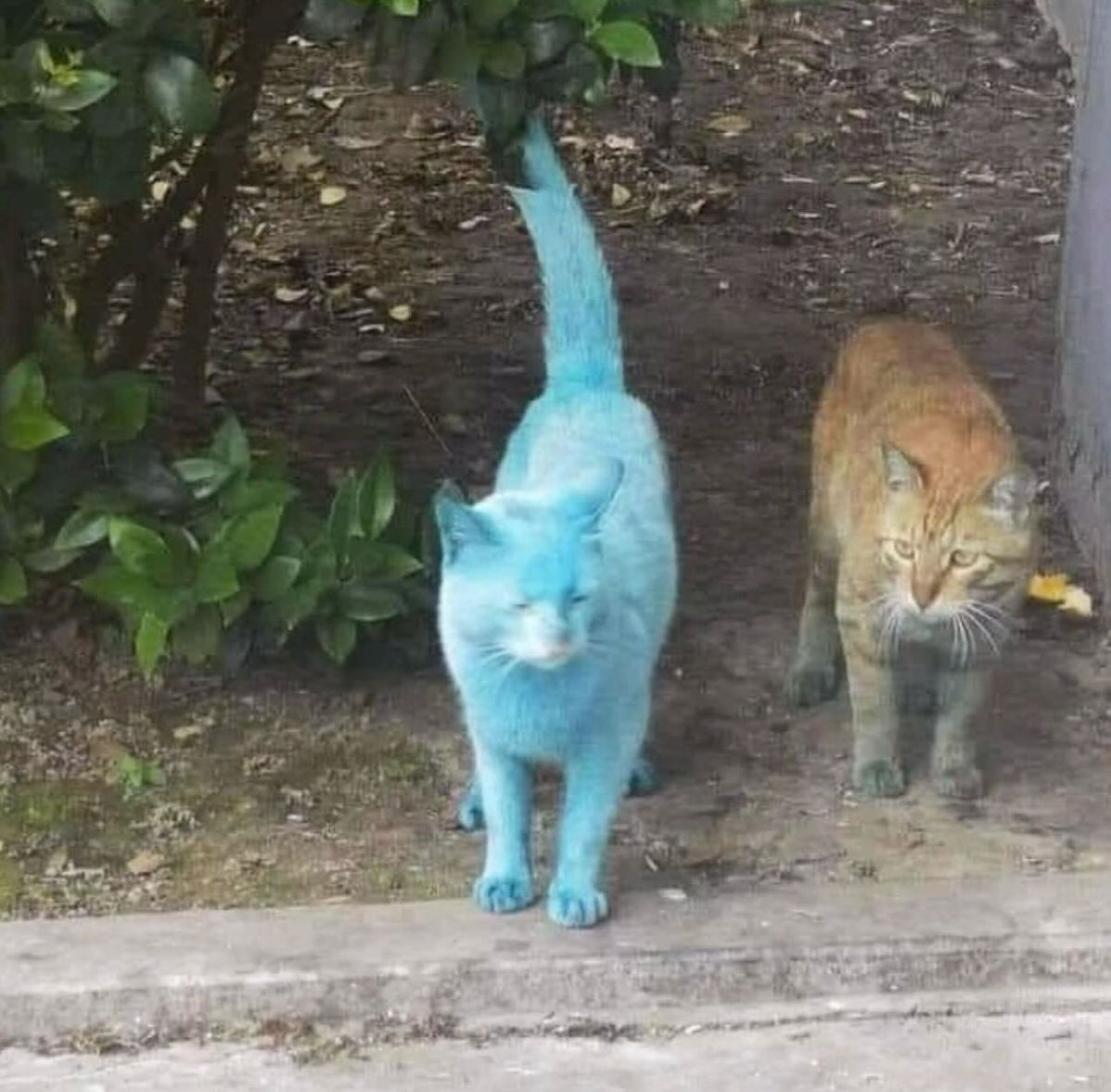 PunchingCat's tweet image. gumball