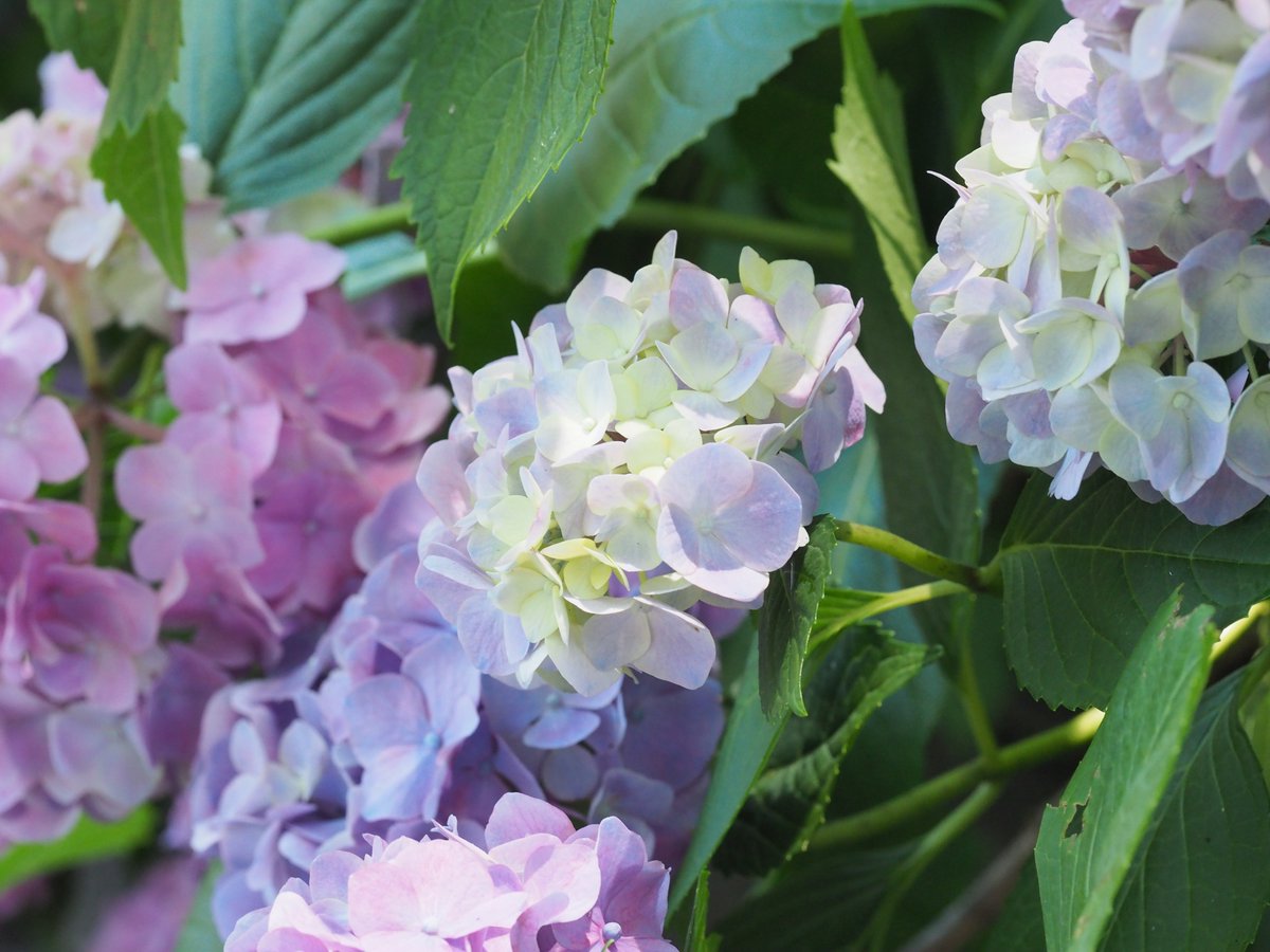 mieti_3's tweet photo. ここだけで来てよかったと思った🙂 #あじさいまつり #60macro #penf https://t.co/ZAoC81Swdm