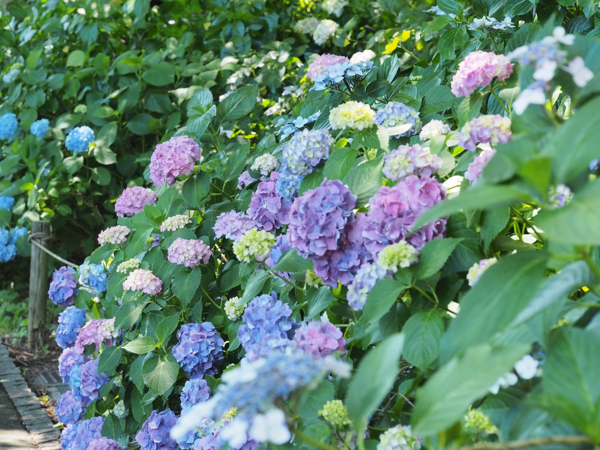 mieti_3's tweet photo. ここだけで来てよかったと思った🙂 #あじさいまつり #60macro #penf https://t.co/ZAoC81Swdm