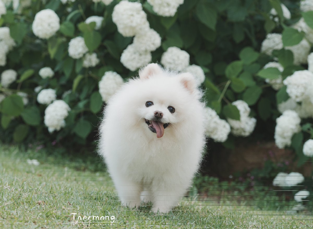 busannuya's tweet photo. 흰 수국앞 흰둥이 ㅋㅋ
보시고  편안한 저녁되세요^^

#Taecmong #택몽 #듀스포레 https://t.co/JjU6gh5I6i