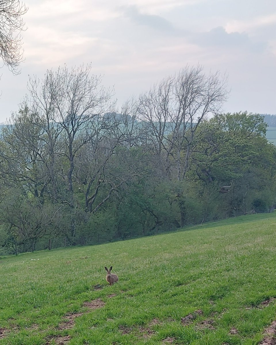 NickyDavies19's tweet photo. @Yscoedreddfyn @countrymousie See this one quite regularly love hares https://t.co/vkMvMwkQS2