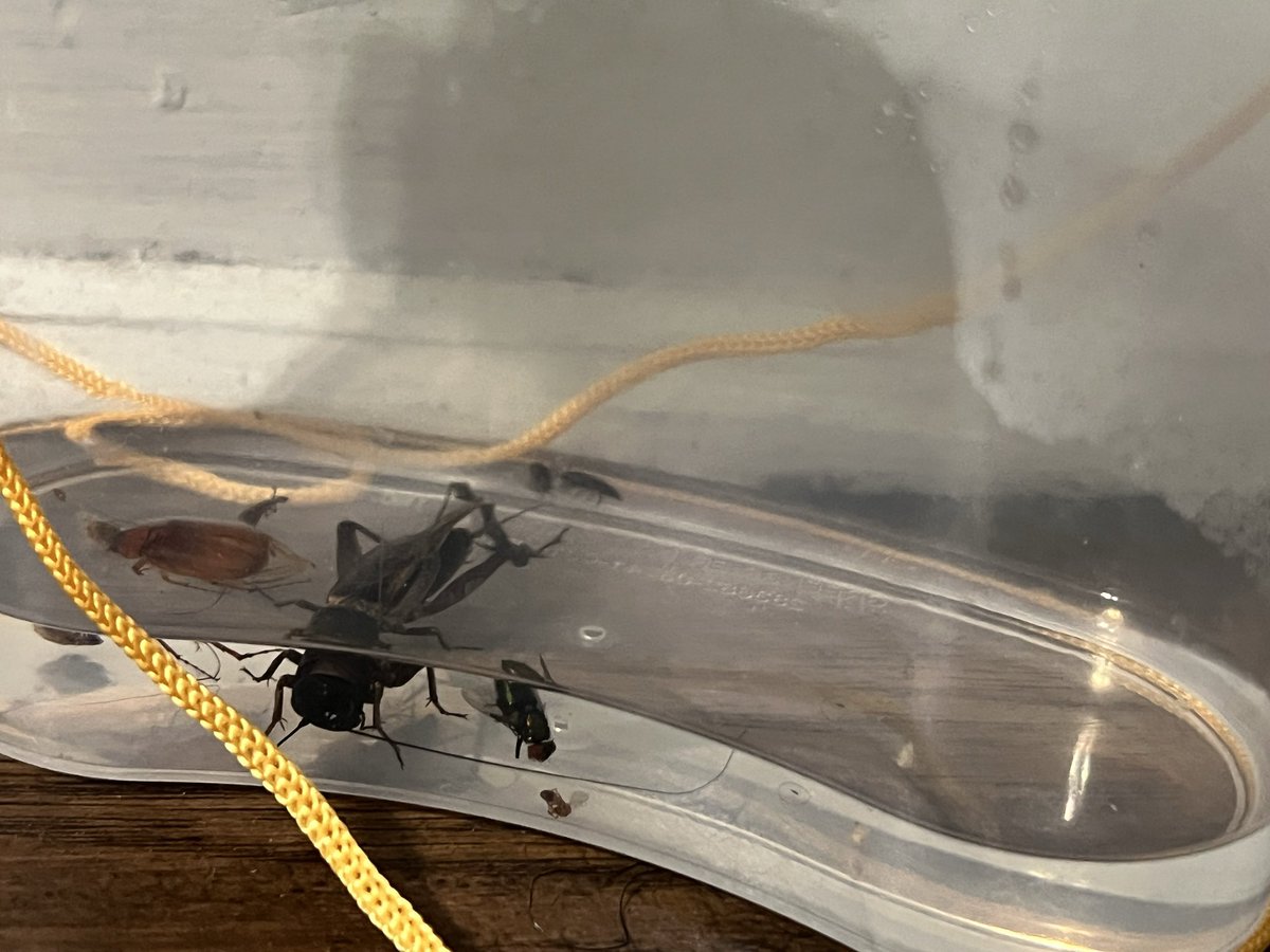 mmawifey's tweet image. 🦗 Boy Mom 🐛🐞
#boymom #bugs #bugcatcher #science #nature #summerfun