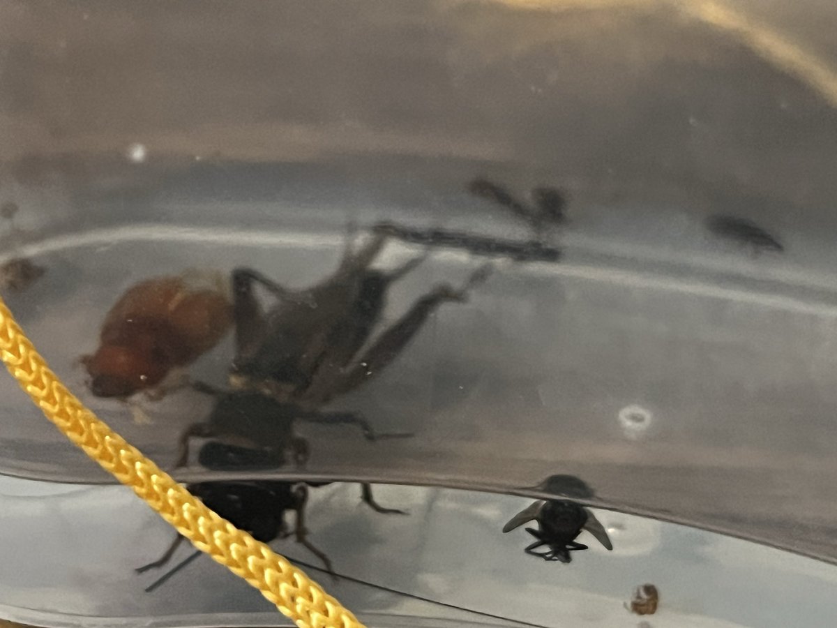 mmawifey's tweet image. 🦗 Boy Mom 🐛🐞
#boymom #bugs #bugcatcher #science #nature #summerfun