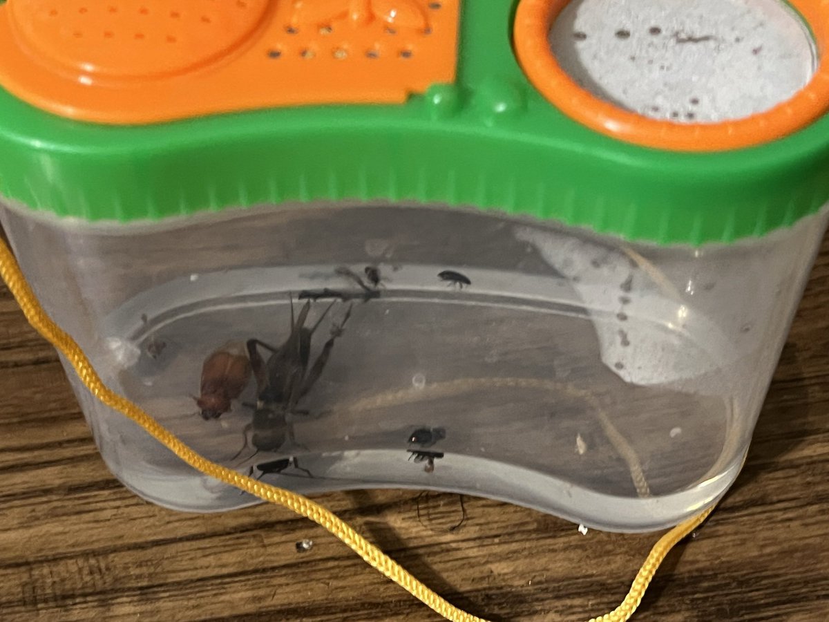 mmawifey's tweet image. 🦗 Boy Mom 🐛🐞
#boymom #bugs #bugcatcher #science #nature #summerfun