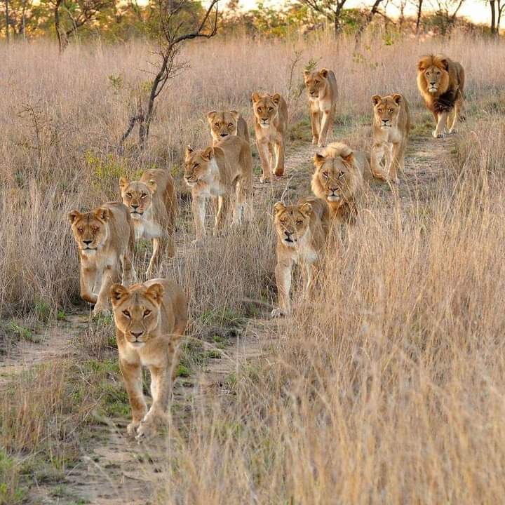Flighttofancy's tweet photo. His love and protection is enduring. Happy #FathersDay

Celebrate the father figures in your life with a holiday package from us!

https://t.co/1yaWahdnhm

#FathersDay #Fatherslove #wildlife #lions #bigcats https://t.co/mE1DgCTt4C