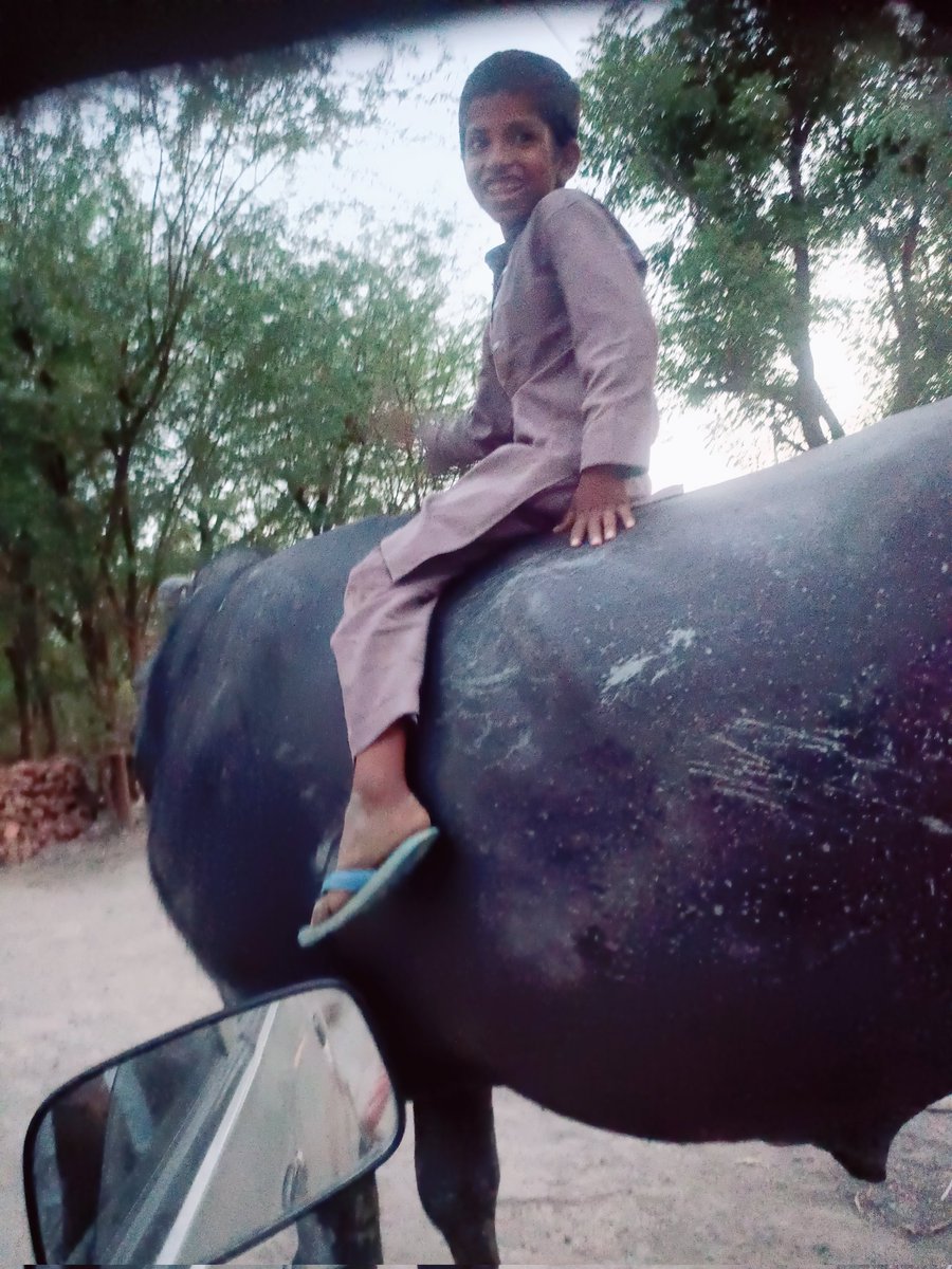 MahapranR's tweet photo. आज़ मैं जब एक गांव से निकल रहा था तब मेरी नज़र एक लड़के पर पड़ी जो बहुत ही खुश लग रहा था वो एक भेसा🐂 पर सवारी कर रहा था। ऐसी मौज आज - कल केवल गांव में ही मिलेंगी। इस लिए ये मैने गांव के बचपन की एक झलक दिखाया है 💐🫵 आप लोगों की क्या राय है comment में बताएं 🫵 https://t.co/3Izdwo193M