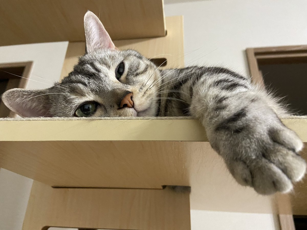 none_geboku's tweet photo. 投稿が滞っておりますが、我が家のニャンズは元気にダラダラしてます😺 https://t.co/vFWdD5Uc3l