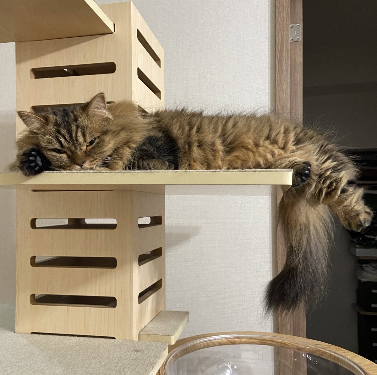none_geboku's tweet photo. 投稿が滞っておりますが、我が家のニャンズは元気にダラダラしてます😺 https://t.co/vFWdD5Uc3l