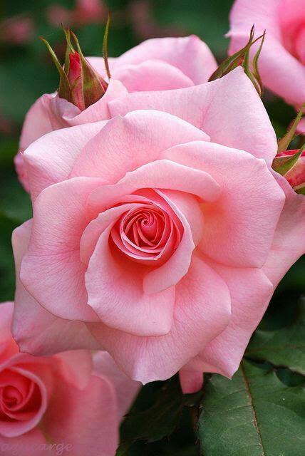 BSuhic's tweet photo. Lijep dan svima 🕊️🌹 https://t.co/fseAtjvrip