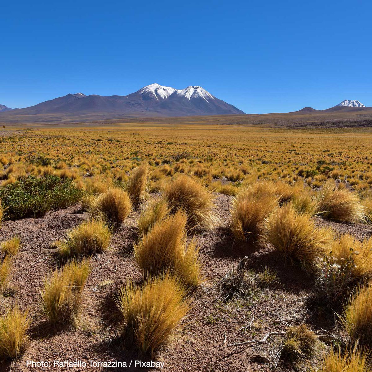 Vulnerable? Critically Endangered? How can we tell if an ecosystem is in danger of disappearing?

The IUCN Red List of Ecosystems is a global standard for how we assess their status.

#ecosystems