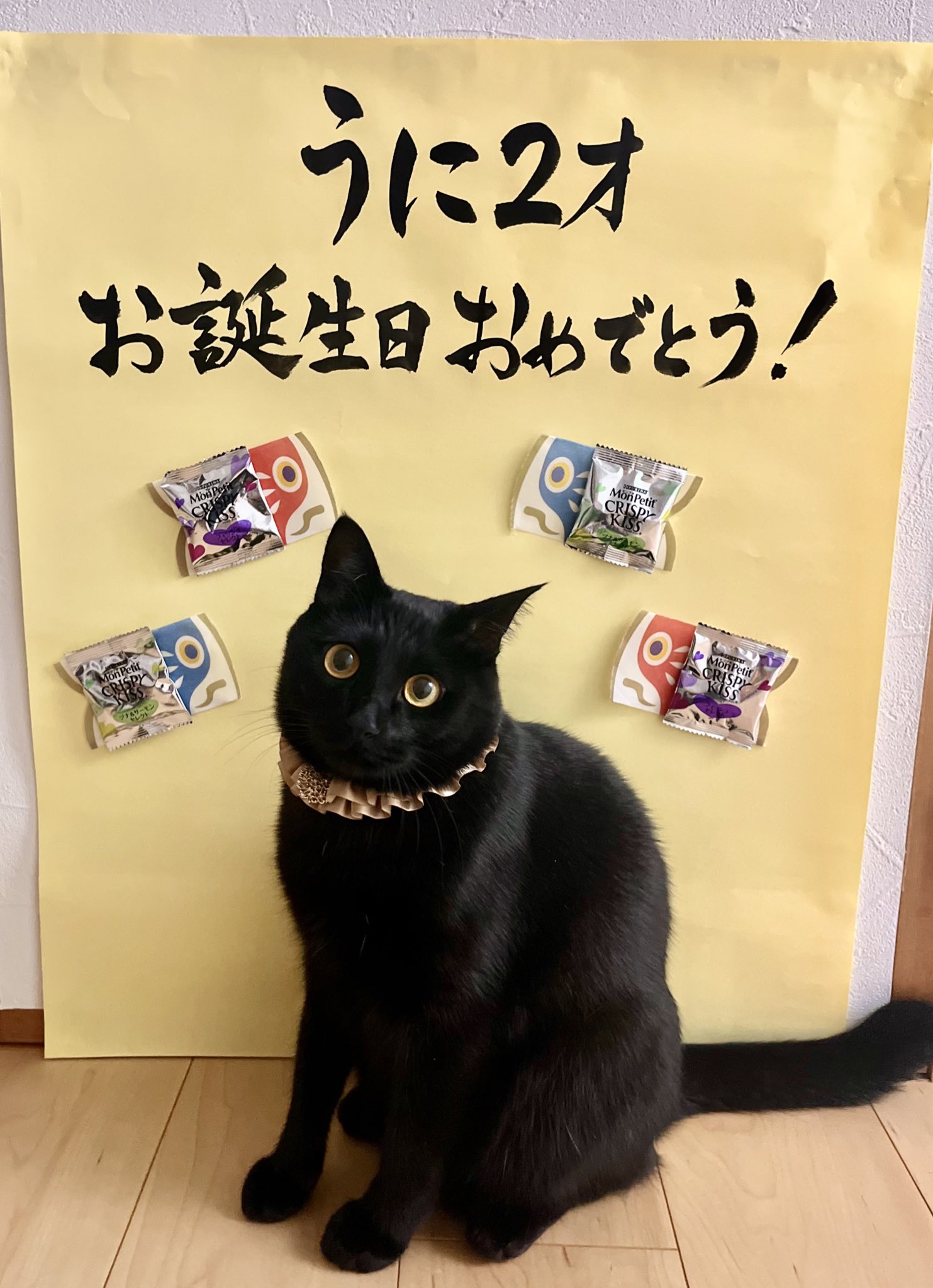 黒猫ちゃん おめでとう 【公式通販】