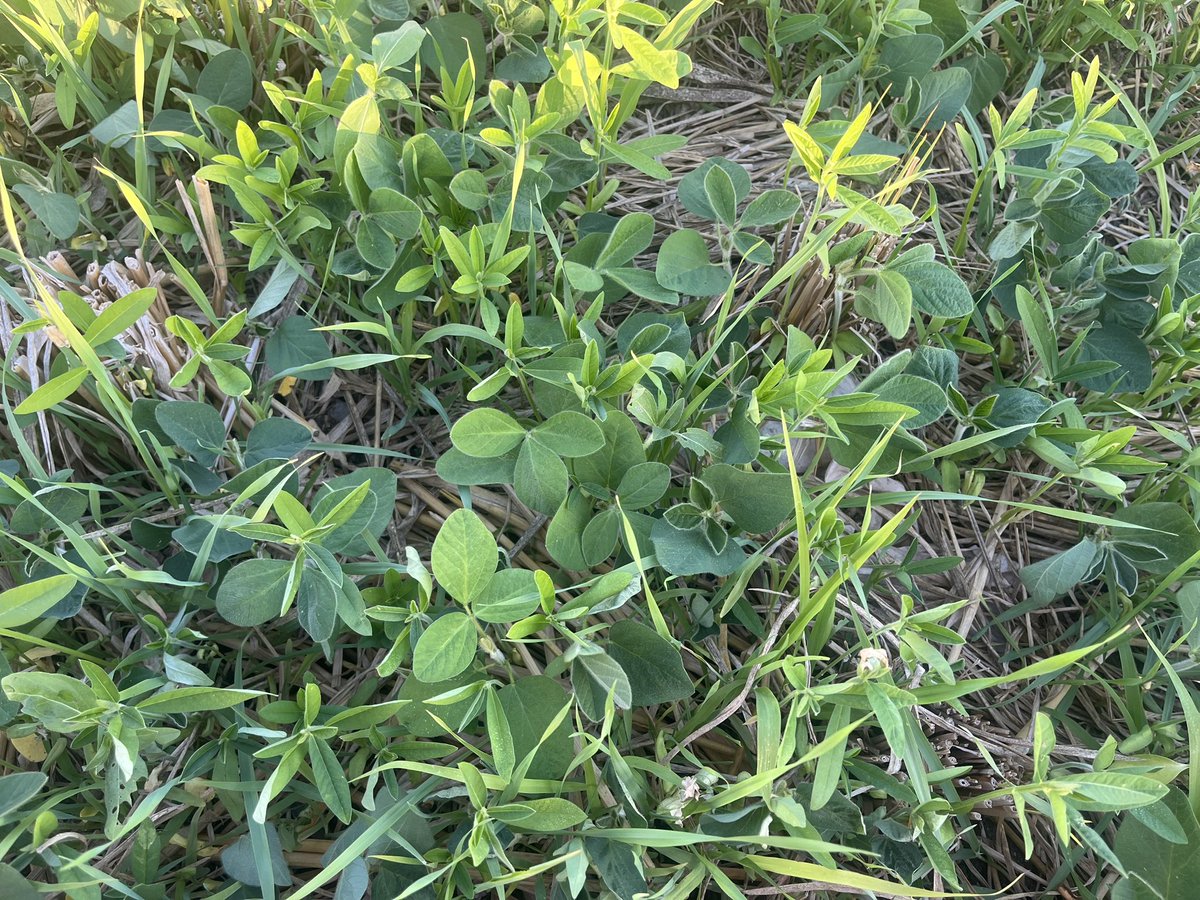 TroppoAgro's tweet photo. Multi species cover crop post rice, anchoring the rice stubble nicely and getting plenty of roots feeding the microbes https://t.co/K5aRSbPSlu