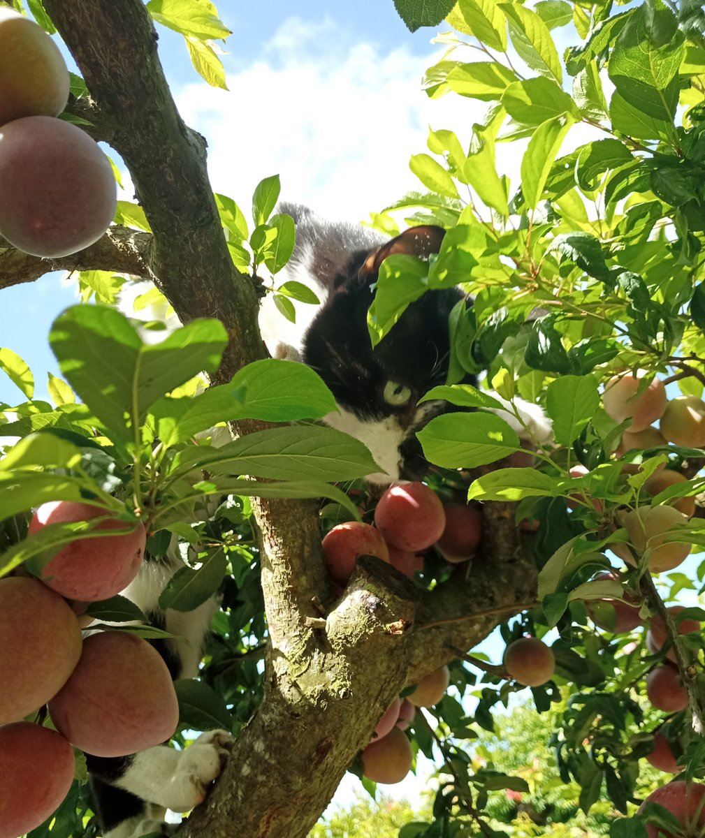 MaxMart45702532's tweet photo. .

As my Portuguese friend said today,

"Why can't we swap some of these rubbish plums for some lovely British cod?"

#BrexitDisater 

. https://t.co/QIpdxauaf7