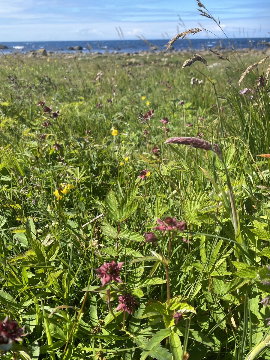 Truth_It_Is_'s tweet photo. Timeline cleanse from Lista in Southern Norway. 🇳🇴

Had a lovely walk there earlier this week. 
💙🙏🏻 https://t.co/uSZdK9z4BH